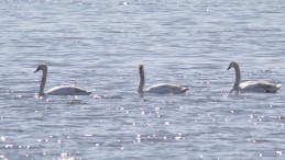 Kuğular da İzmit Körfezi’nde