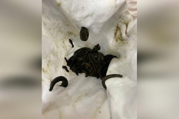 sabiha-gokcen-havalimaninda-binlerce-suluk-ele-gecirildi-82161_m2