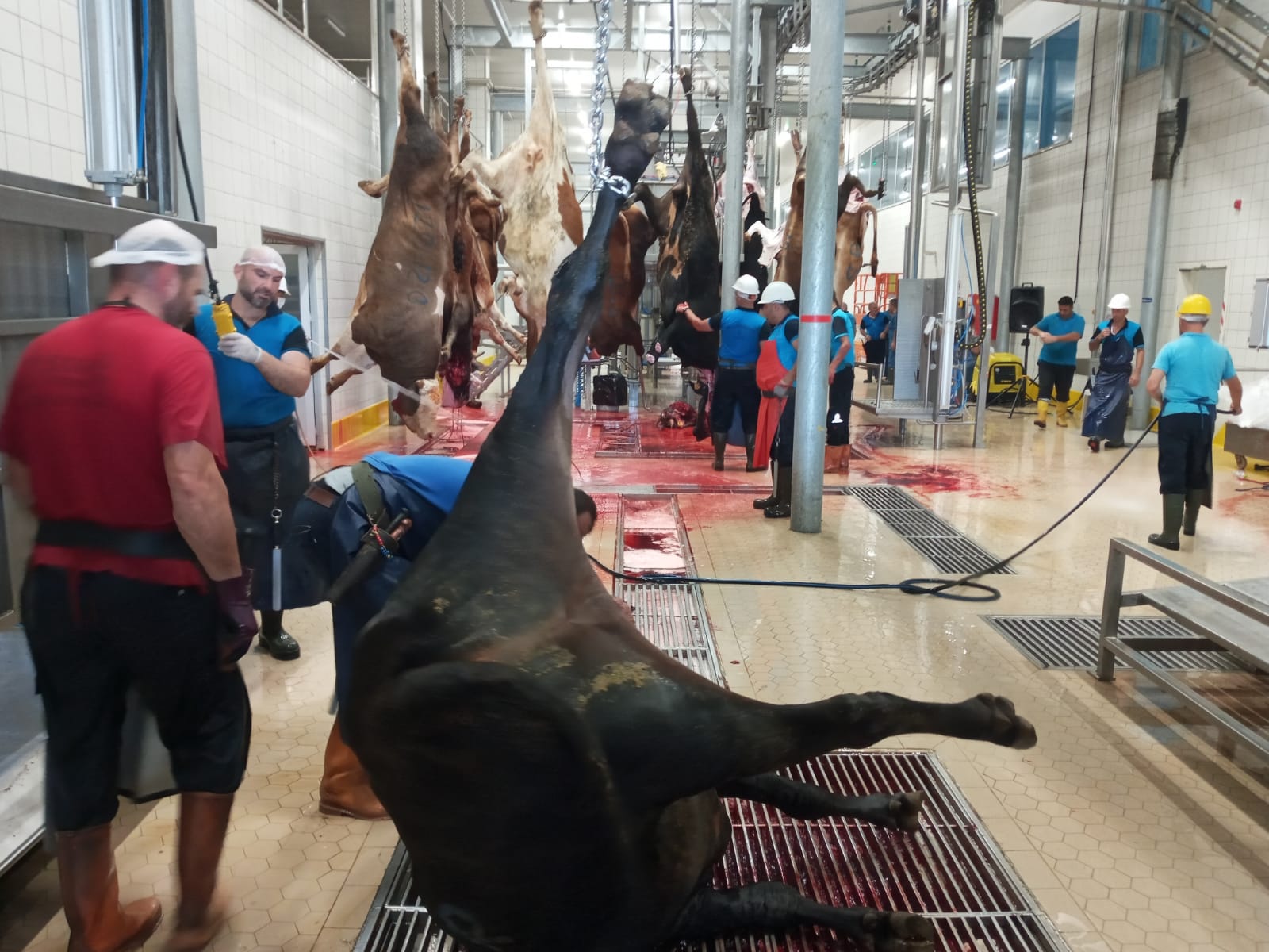 solaklar mezbahası (1)