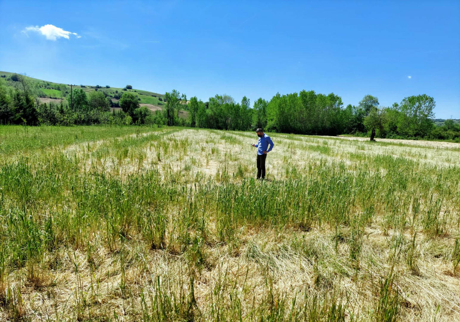 Çiftçiye tohum desteği (8)