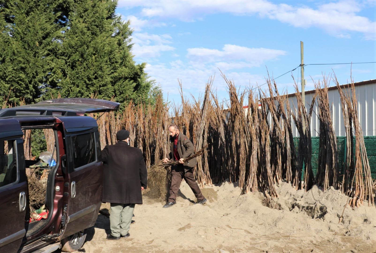 Fidan dağıtımı başladı (1)