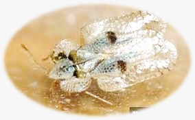 6c0c2e25-75c6-4cf8-bb92-572b58ae303a