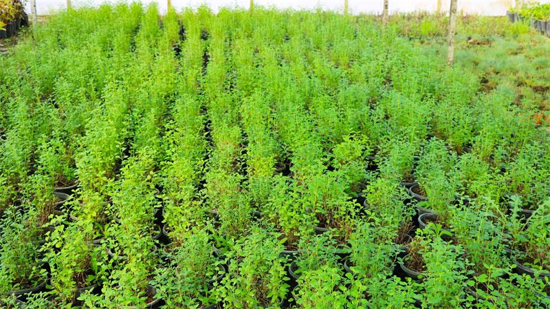 Üretim_fidanlığı_(12)_800_600