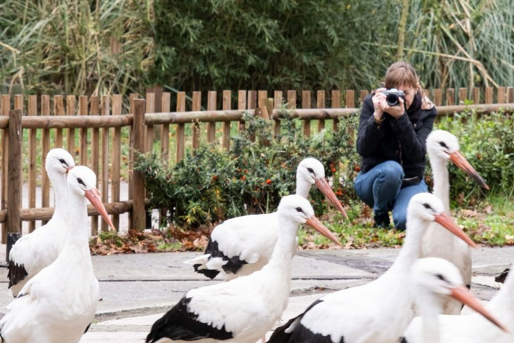 rusyadan-ormanyaya-duskun-leylekler-icin-geldi-112637-20230114