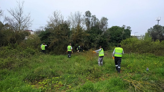 Darıca daha yeşil bir yaza hazırlanıyor (4)
