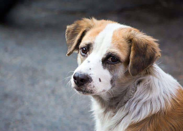 Soğuk hayvan_123022035