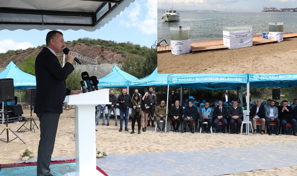 thumbnail_Tavşancıl sahilinden 6 bin yavru balık İzmit Körfezine salındı (26)