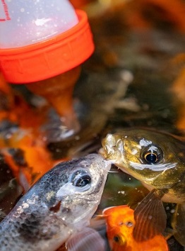 KOI BESLEME_100526899