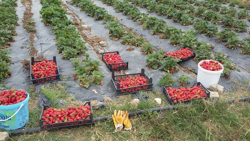 Kocaeli'de üreticilere 118 bin çilek fidesi dağıtıldı (11) (Large)