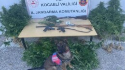 Jandarma, Kandıra’da kenevir bitkisi, esrar ile ruhsatsız silah ele geçirdi