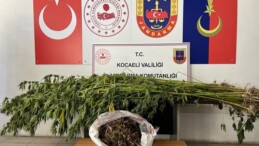 Jandarma, Gebze’de kenevir ve esrar ele geçirdi