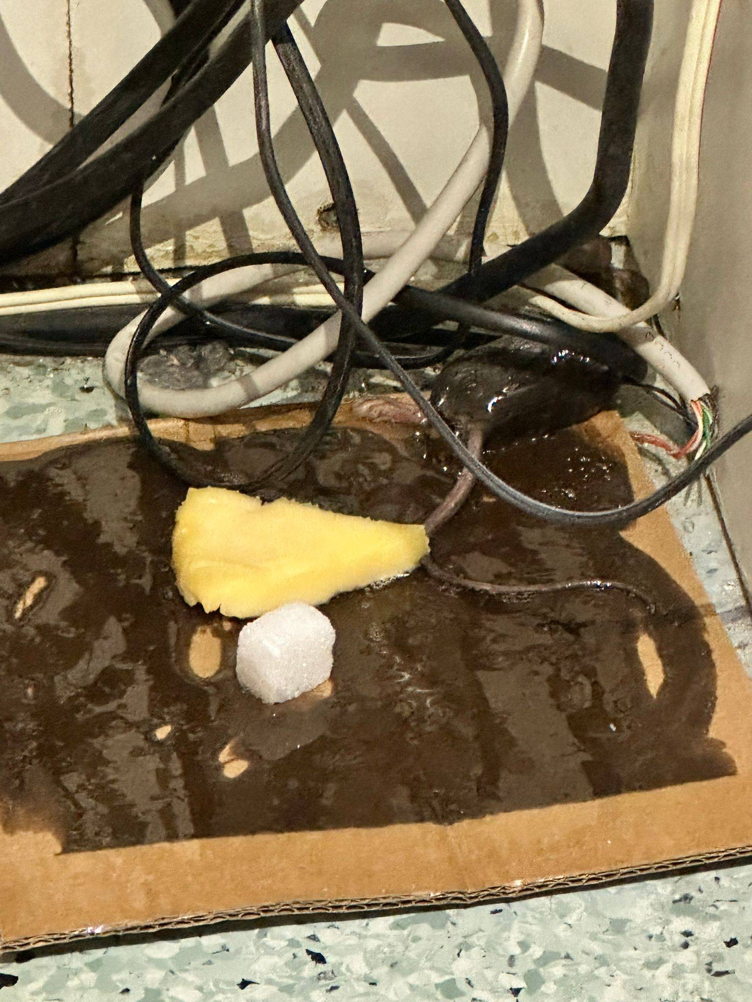 Hastaneyi Fareler Bastı ! (Özel Haber)