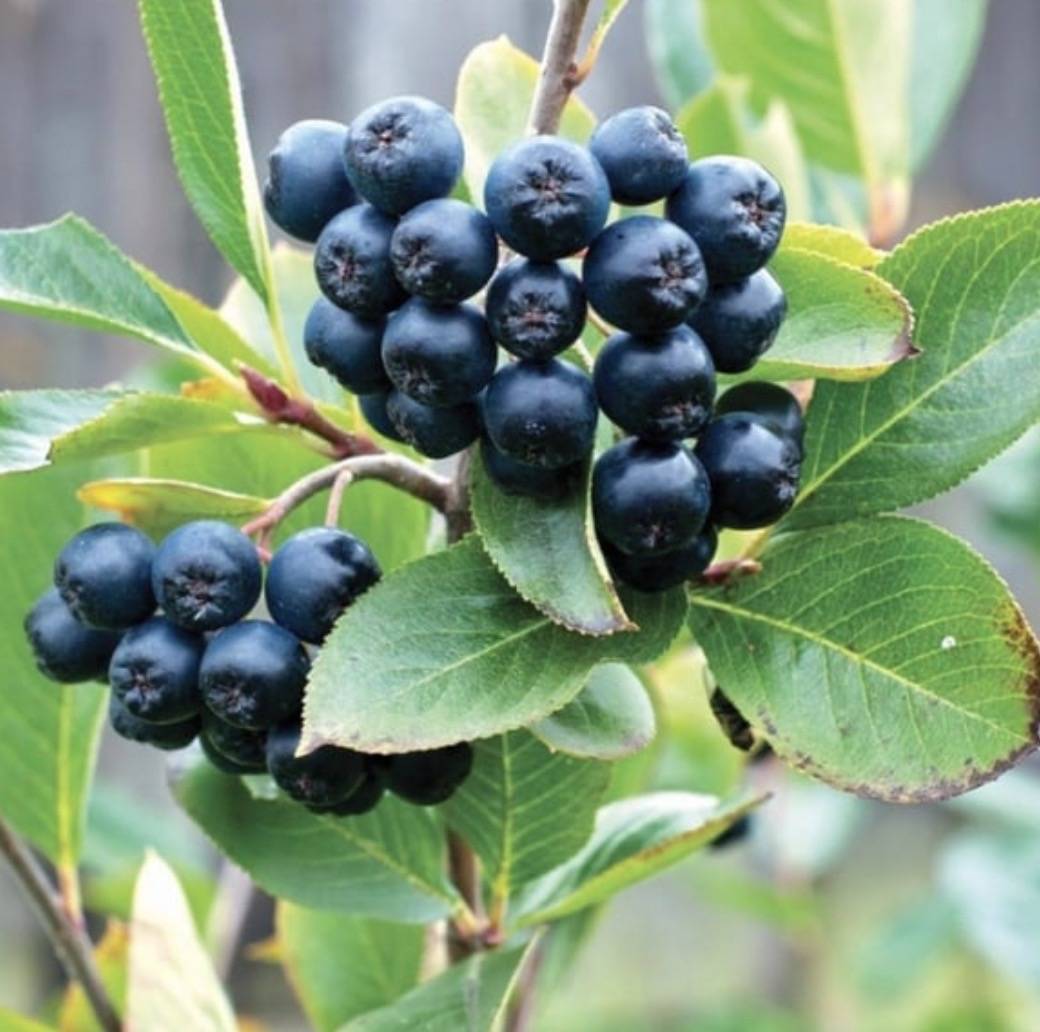 Soğuk Algınlığına Karşı Aronya Mucizesi