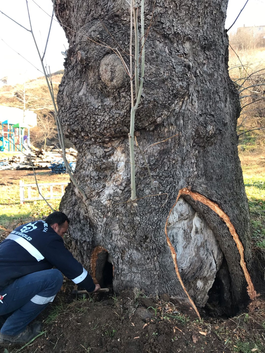 Büyükşehir'den 100 yıllık çınara tedavi (1)