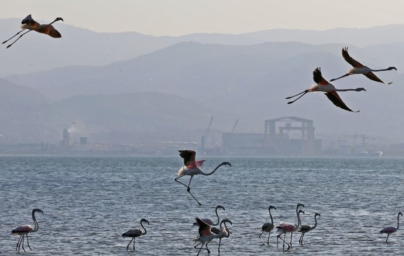 flamingoü