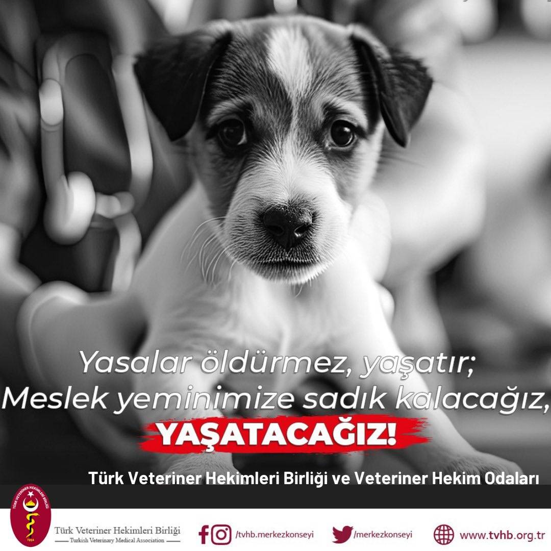 Sokak Hayvanlarının Uyutulması Tasarıda Yer Alacak Mı? Veteriner Hekimler Ne Diyor?