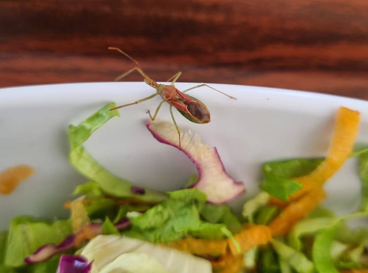 Hastanelerde Sefer Tası Dönemi!