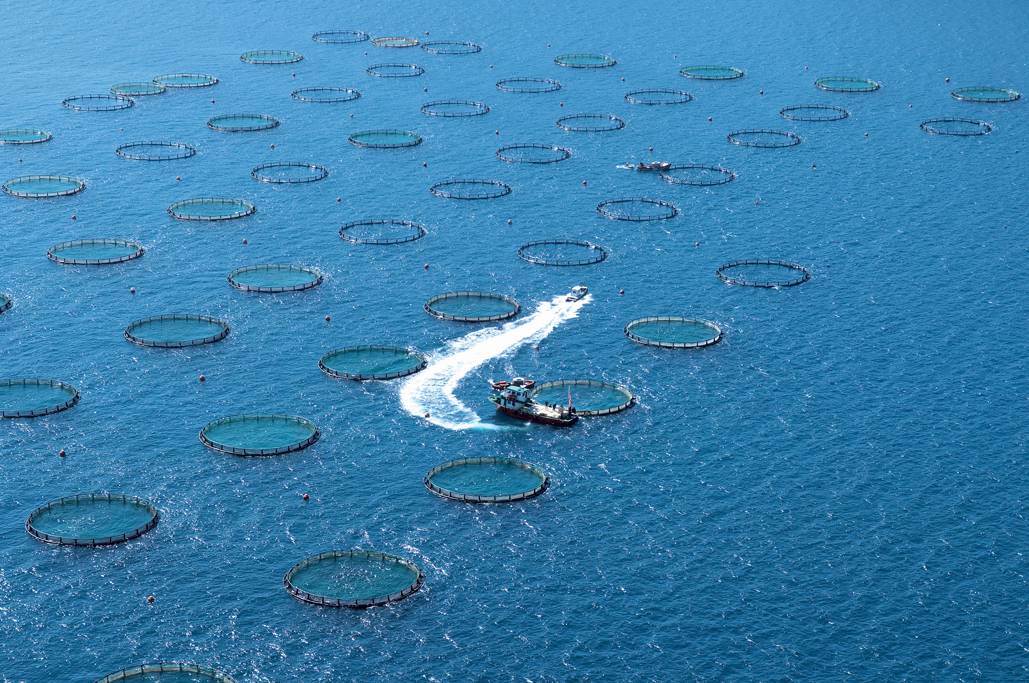 İzmir Körfezi’deki Balık Ölümleri