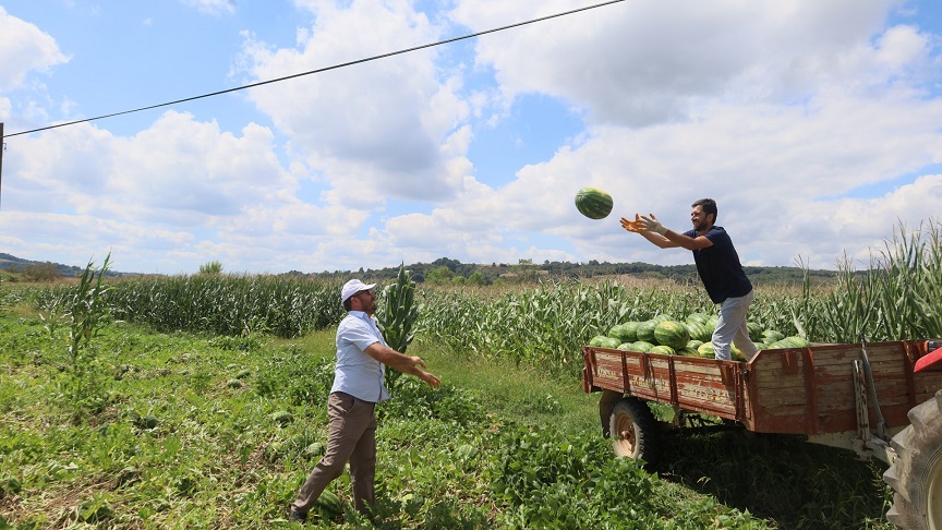 thumbnail_Coğrafi işaretli Kandıra karpuzunda hasat zamanı (10)