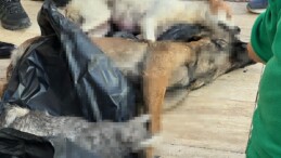 Gebze Belediyesi, ölü hayvanlar için açıklama yapacak mı?