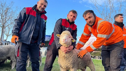 Büyükşehir'den üreticilere damızlık koç desteği (3)