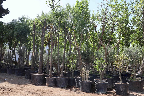 Sökülen ağaçlar geleceğe taşınıyor (8)