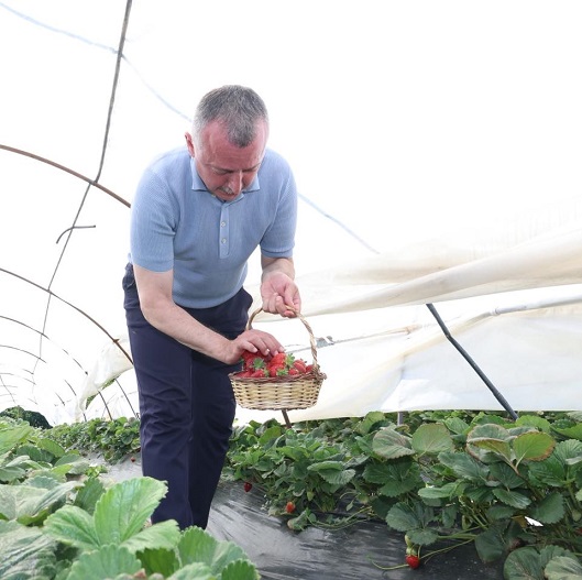 thumbnail_Başkan Büyükakın çilek hasadına katıldı (5)