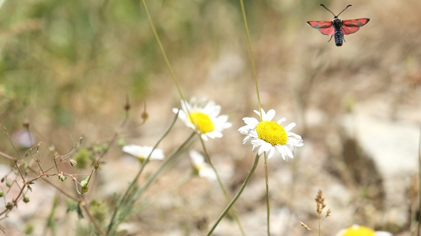 thumbnail_Kuzuyayla'da biyoçeşitlilik haritası çıkarıldı (4)