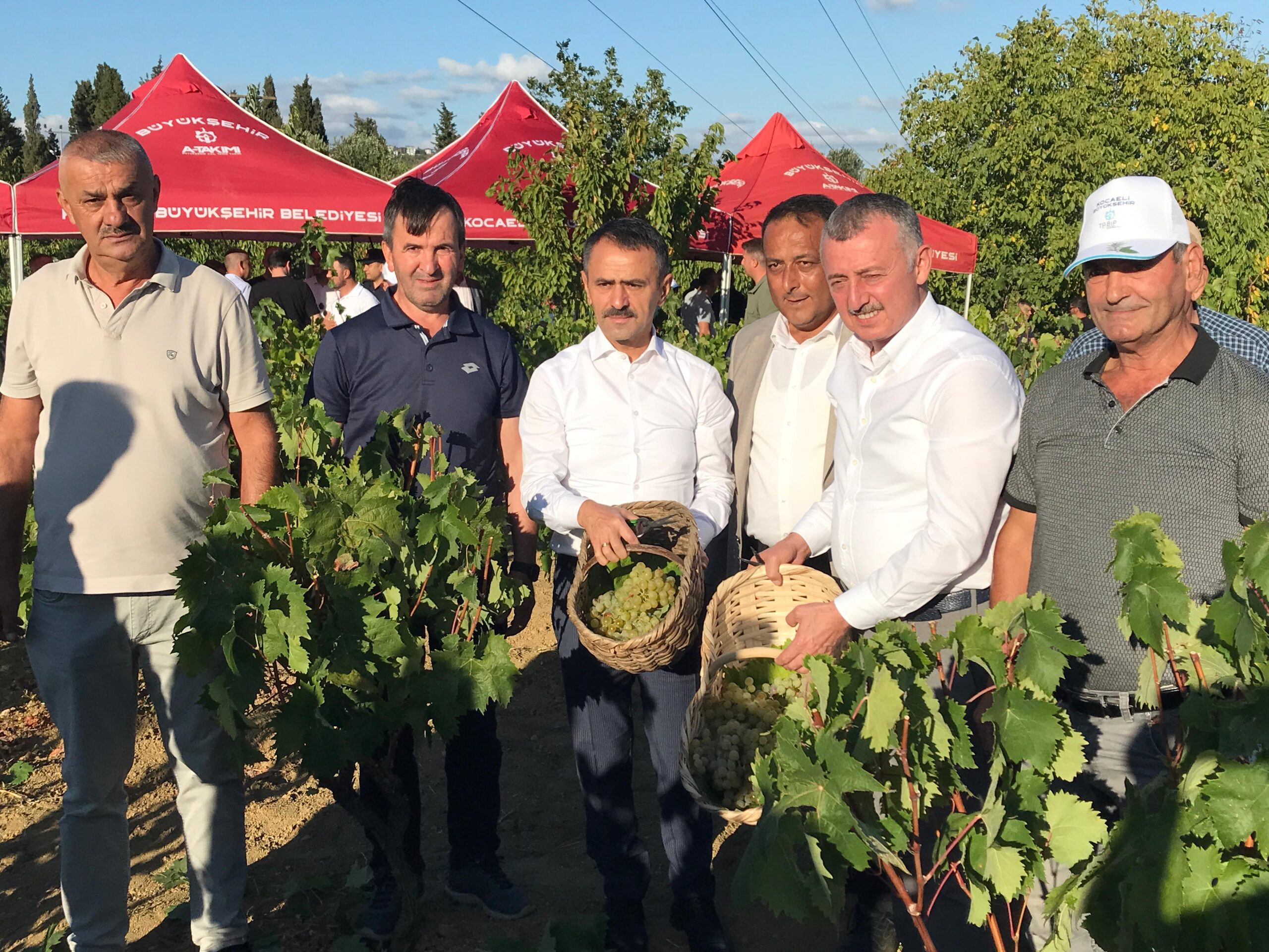 Başkan Büyükakın, İzmit'te üzüm hasadına katıldı (1)