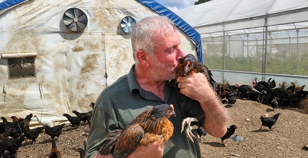 thumbnail_Büyükşehir, yüzde 50 hibeli 16 bin tavuk dağıttı (3)