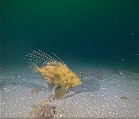 thumbnail_Çamur gidiyor, yeni canlılar geliyor (3)