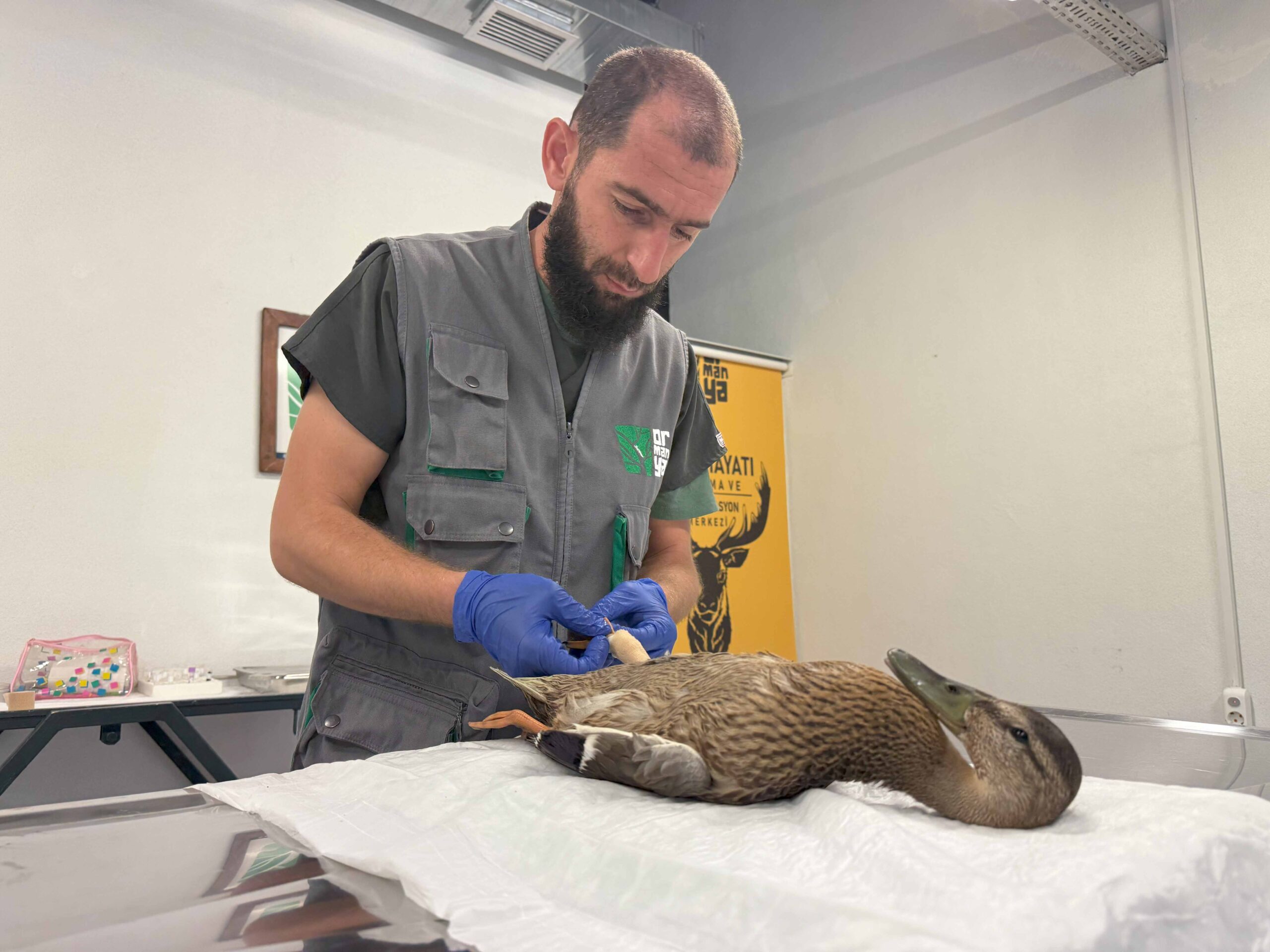 Yorgun ördeğin yardımına Büyükşehir yetişti (3)