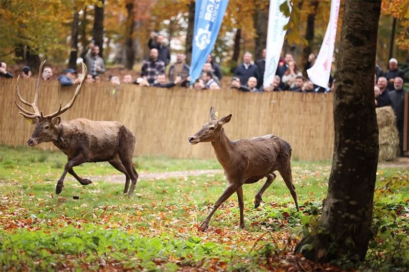 thumbnail_Büyükşehir'den_doğaya_7_yeni_kızıl_geyik_daha___(12)_800_600