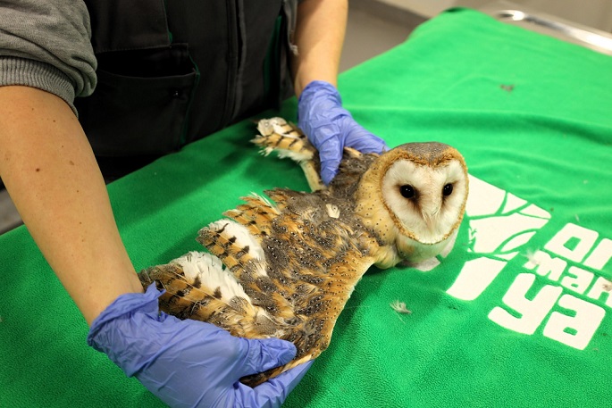 Bu merkez yaban hayvanlarına umut oluyor (3)