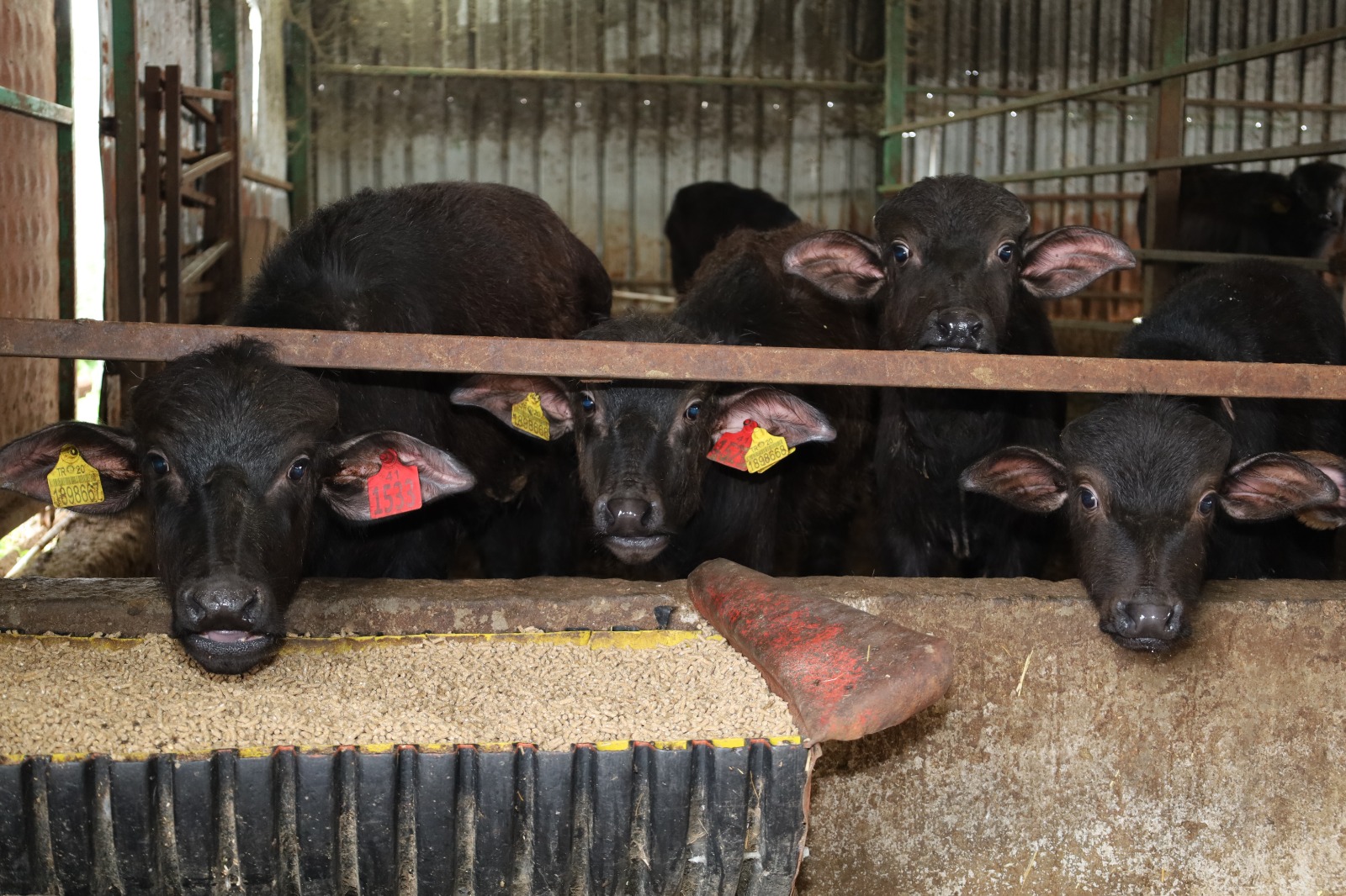 Kocaeli'de manda sayısı Büyükşehir'in desteğiyle arttı  (6)
