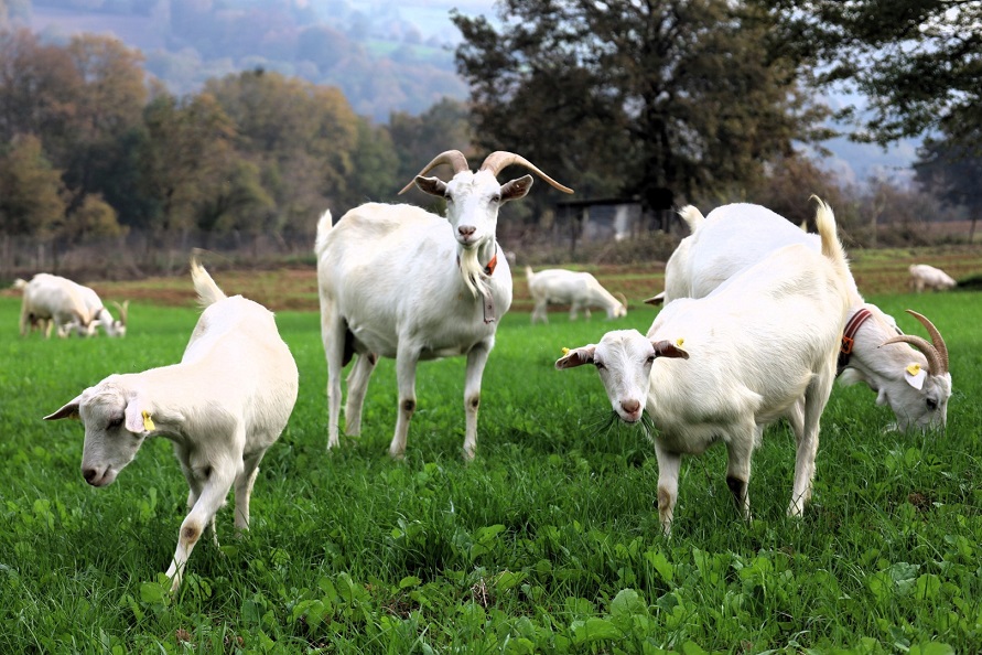 thumbnail_Süt otu desteği meraları berekete kavuşturdu (26) (Büyük)