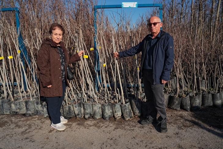 Büyükşehir, 3.600 Trabzon hurması fidanı dağıtıyor (2)