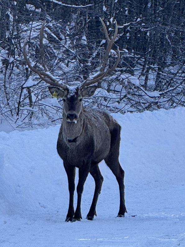 thumbnail_Karla kaplı Kuzuyayla'da kızıl geyik görüntülendi (3) (Büyük)
