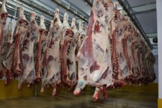 Büyükşehir Mezbahası'nda 6 bin 29 kesim yapıldı (1) (Büyük)