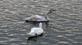 IMG_20260127_110639