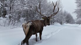 Kuzuyayla'nın müdavimi kızıl geyikler (1)