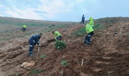 Gebze'de 4 bin 500 sedir ağacı toprakla buluştu (3)