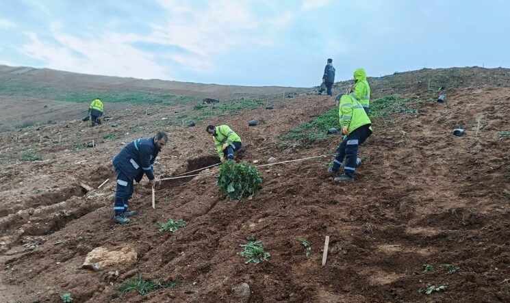 Gebze'de 4 bin 500 sedir ağacı toprakla buluştu (3)