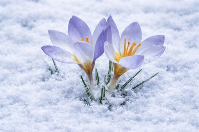 Keltepe Çiğdemi büyüledi