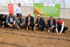 Tarlalar bereketleniyor, Kocaeli çiftçisi kazanıyor (1)